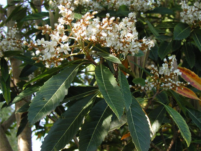 Eriobotrya japonica