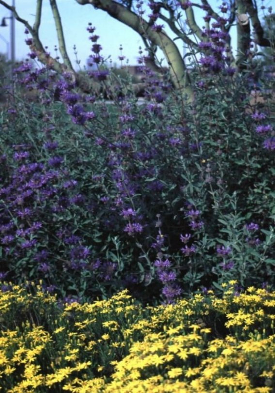 Plant photo of: Salvia clevelandii