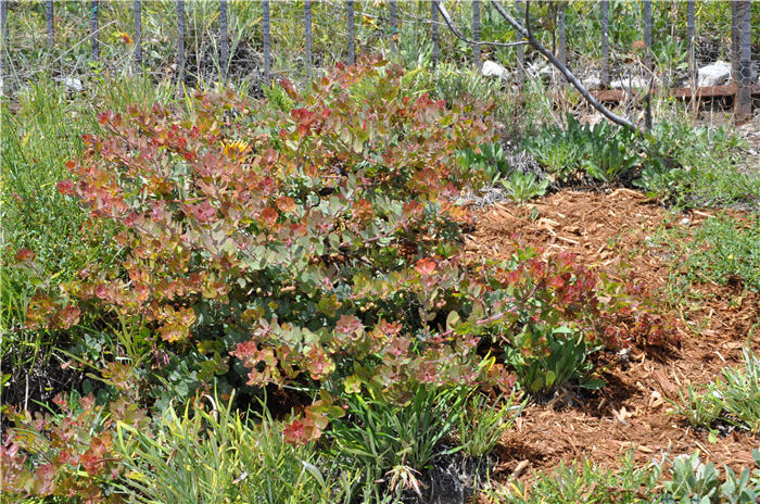 Plant photo of: Arctostaphylos 'John Dourley'