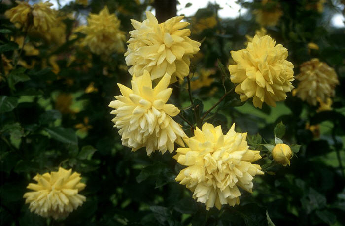 Plant photo of: Rosa 'Golden Showers'