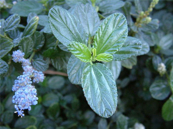 Ceanothus griseus hor. 'Yankee Point'