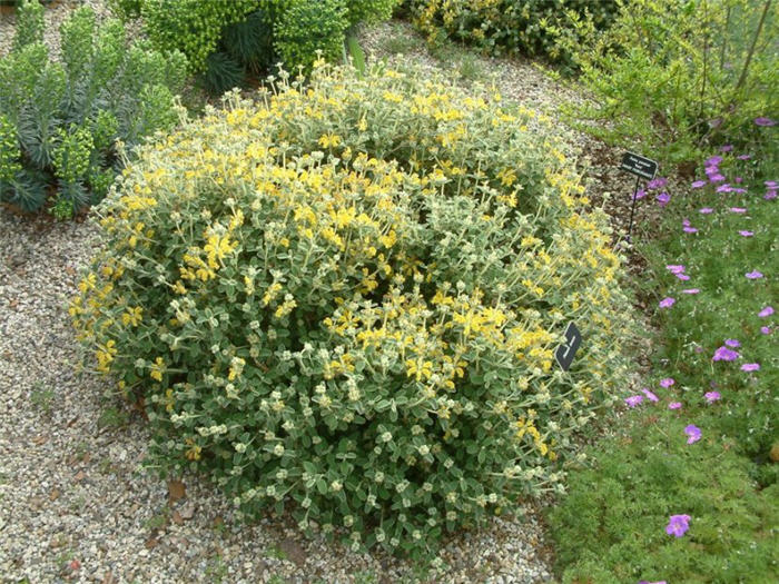 Compact Yellow Phlomis