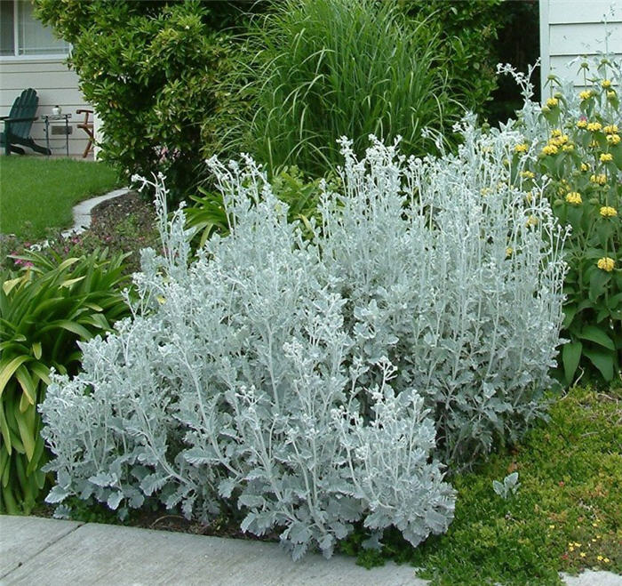 Plant photo of: Senecio cineraria