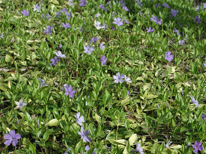 Dwarf Periwinkle, Dwarf Vinca