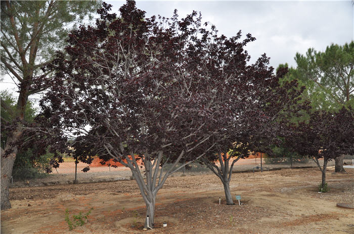 Plant photo of: Prunus cerasifera 'Krauter Vesuvius'