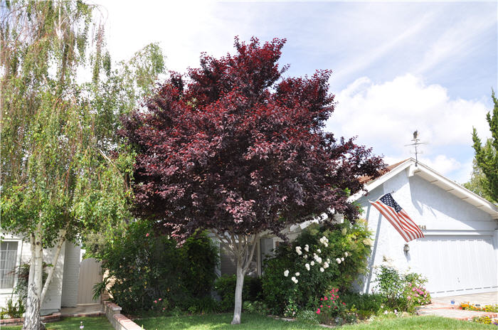 Plant photo of: Prunus cerasifera 'Krauter Vesuvius'