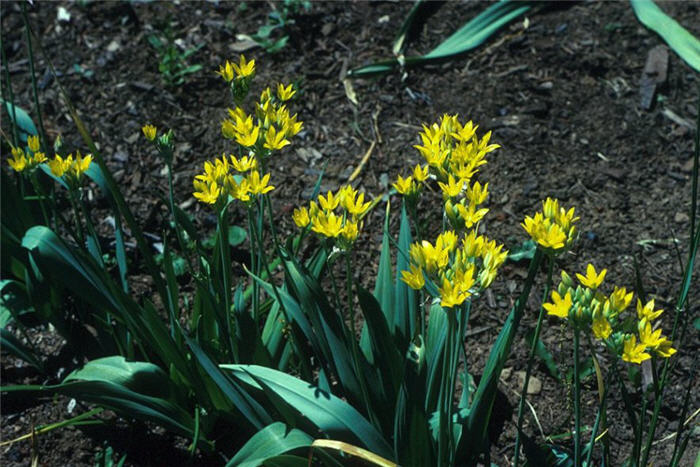 Plant photo of: Allium moly