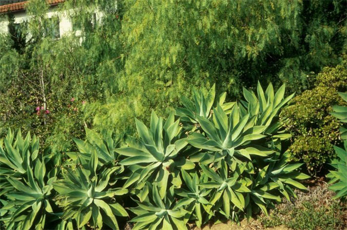 Fox Tail Agave, Velvet Agave