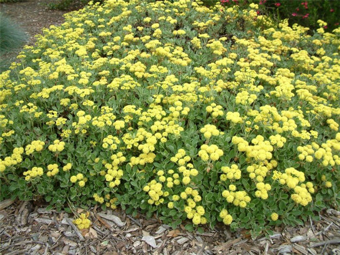 Sulfur Flower