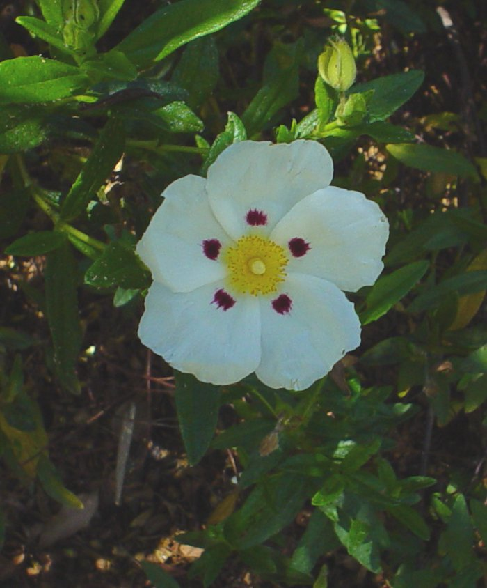 Plant photo of: Cistus ladanifer