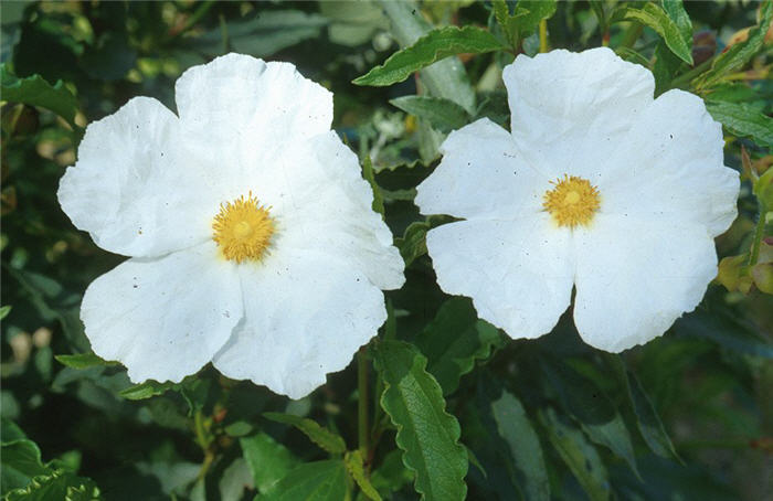 Blanche White Rockrose