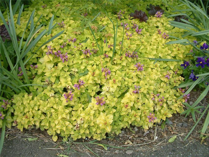 Yellow Dead Nettle