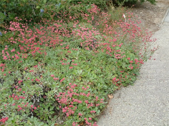 Red Buckwheat