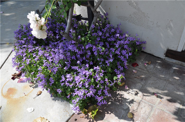 Campanula portenschlagiana