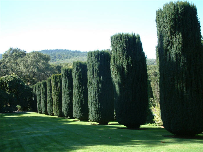 Plant photo of: Taxus baccata 'Fastigiata'