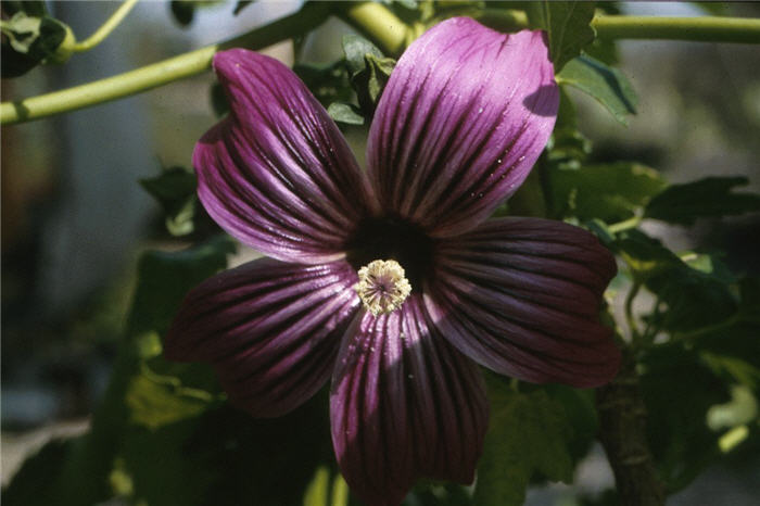 Malva Rose, Island Tree Mallow