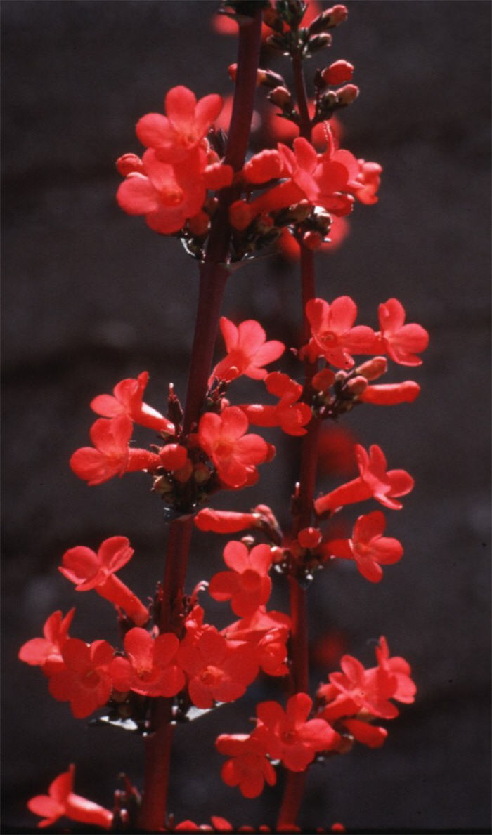 Penstemon superbus