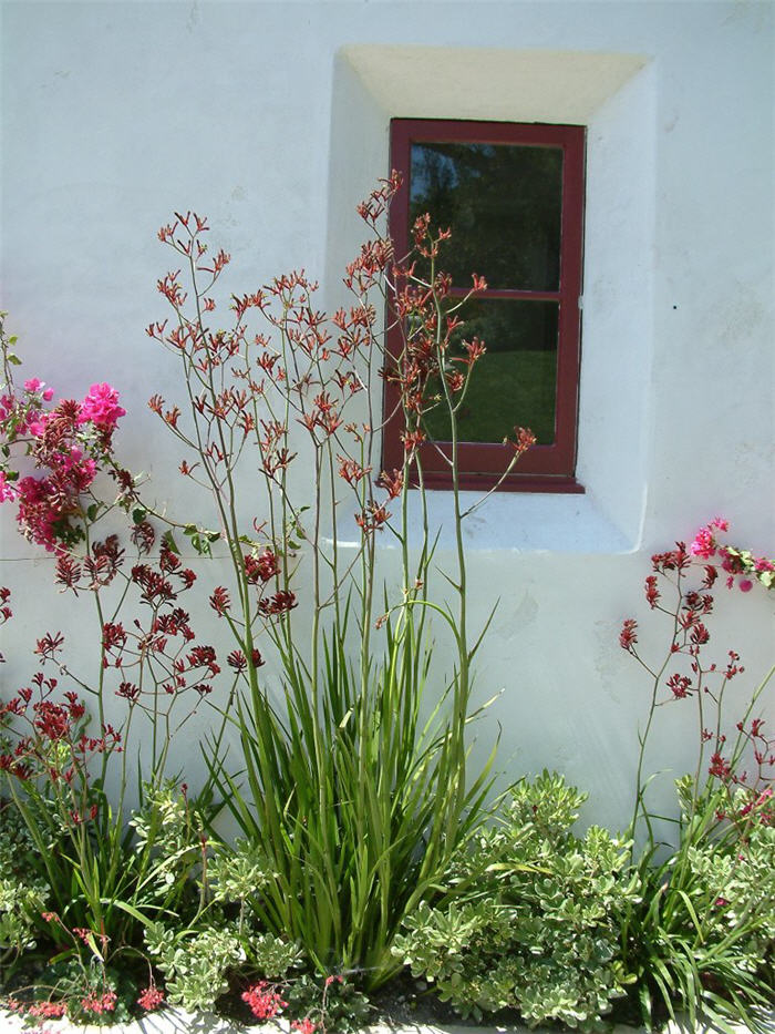 Anigozanthos 'Big Red'