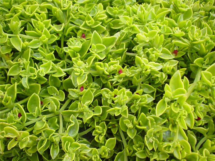 Red Apple Aptenia (Ice Plant)