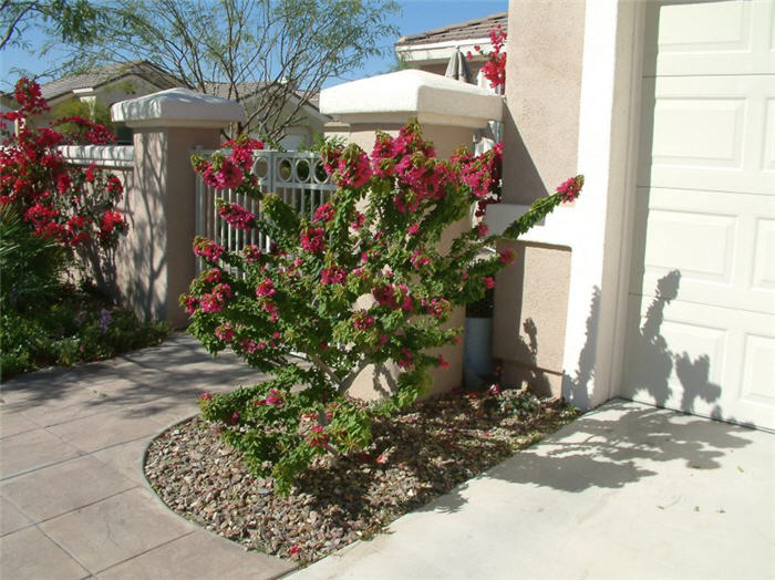 Torch Glow Bush Bougainvillea