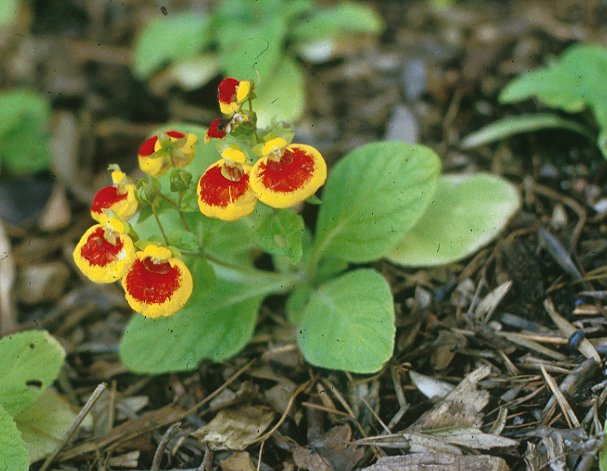 Plant photo of: Calceolaria Herbeohybrida Group