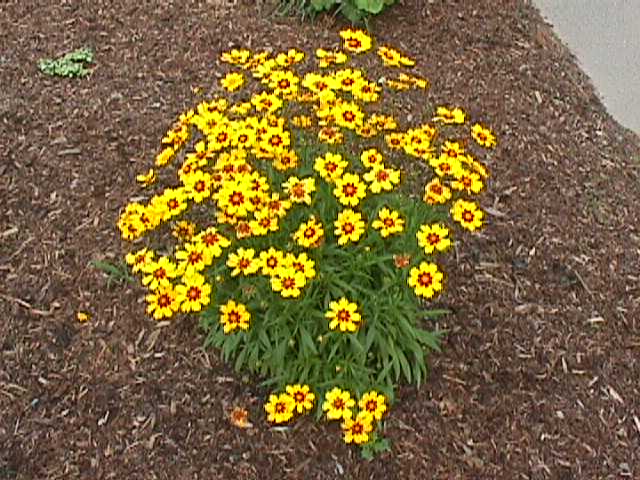 Coreopsis grandiflora 'Sunray'