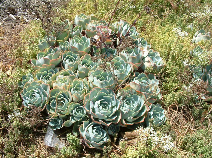 Hen and Chicks