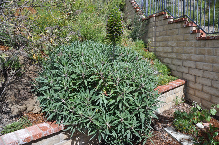 Plant photo of: Echium candicans