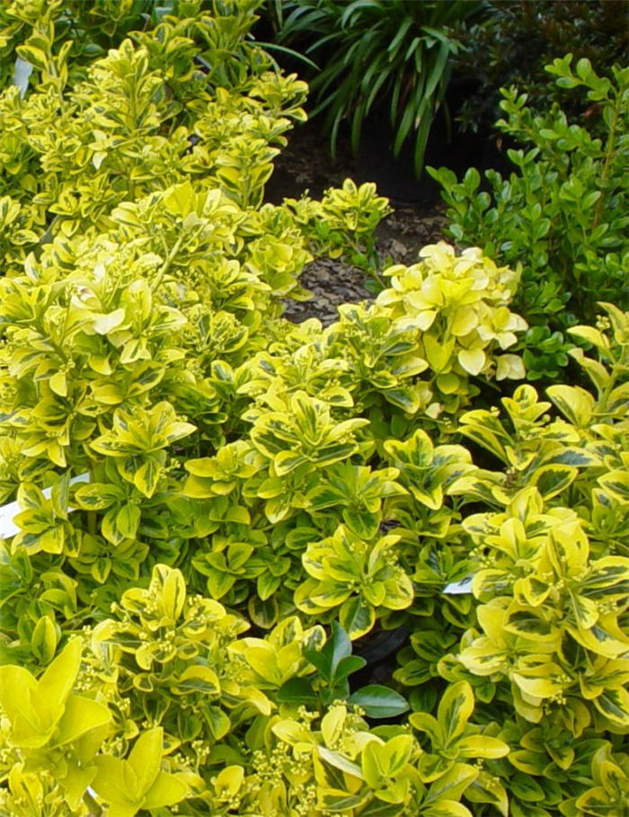 Euonymus japonicus 'Aureo-Marginata'