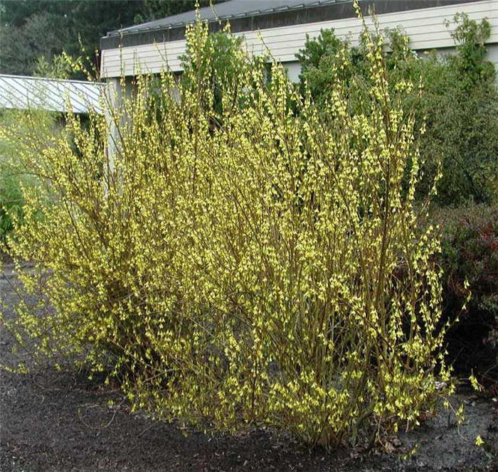 Plant photo of: Forsythia X intermedia