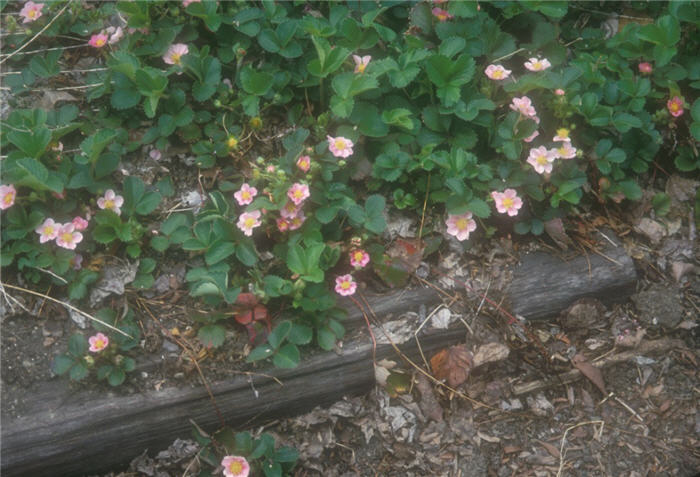 Pink Panda Ornamental Strawberry