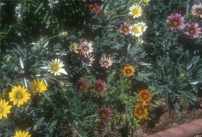 Plant photo of: Gazania hybrids