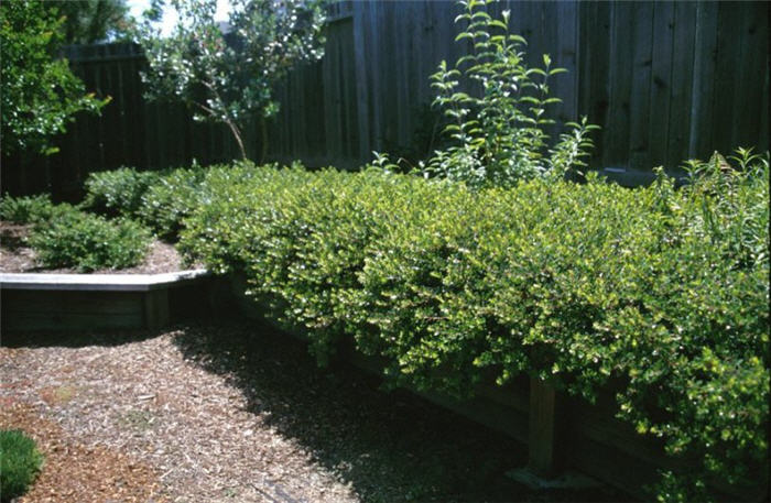 Arctostaphylos  'Emerald Carpet'