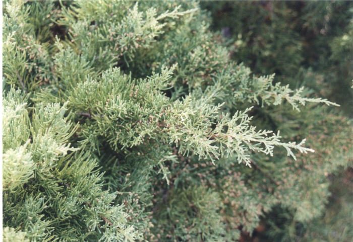 Blue Pfitzer Juniper