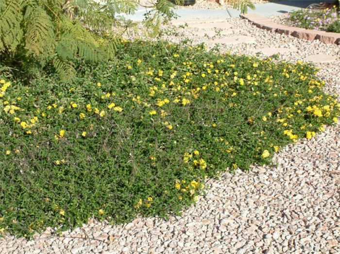 Plant photo of: Lantana 'Trailing Yellow'