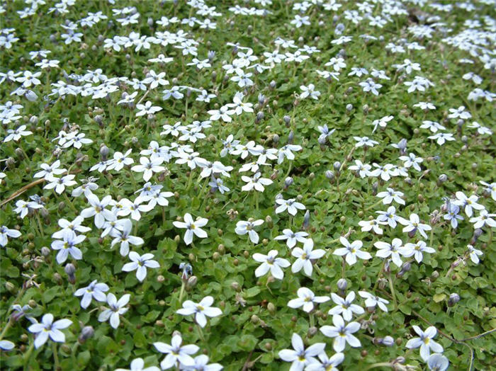 Blue Star Creeper, Isotoma