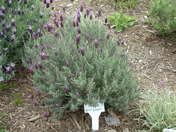 Lavandula stoechas 'Otto Quast'