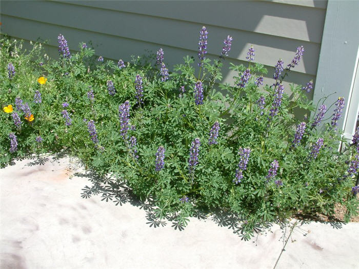 Plant photo of: Lupinus succulentus