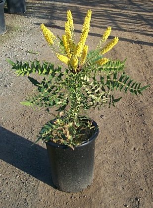 Plant photo of: Berberis lomariifolia