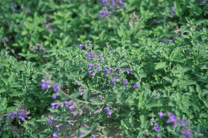 Plant photo of: Nepeta X faassenii