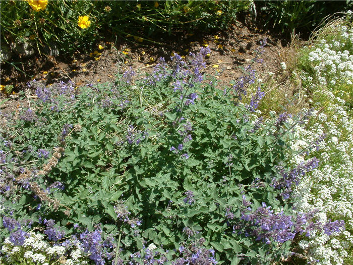 Plant photo of: Nepeta X faassenii