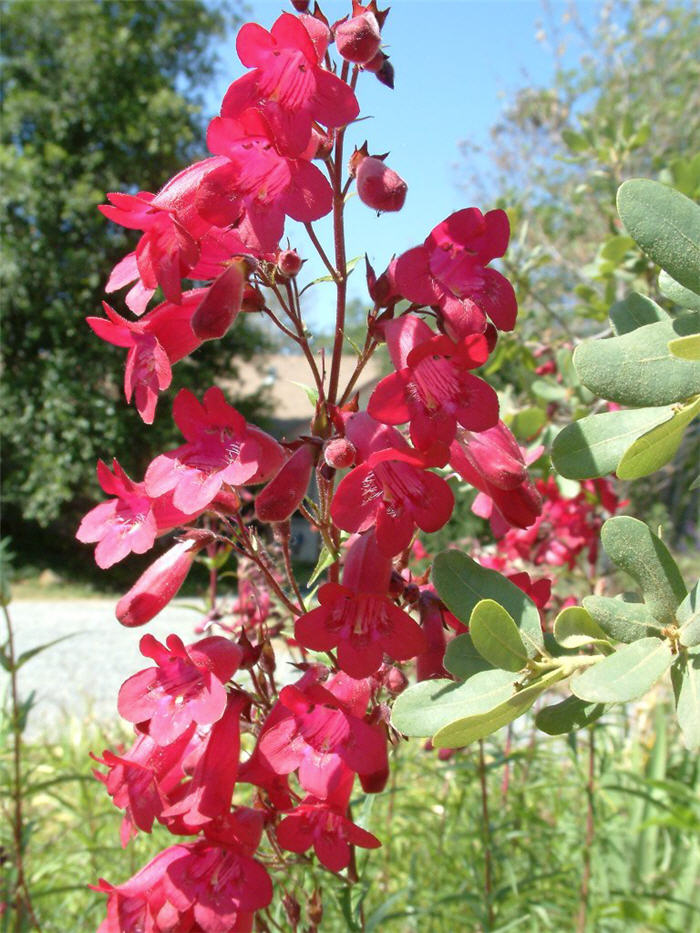 Ruby King Penstemon