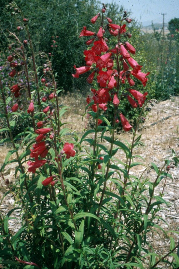 Penstemon hybrids 'Firebird'