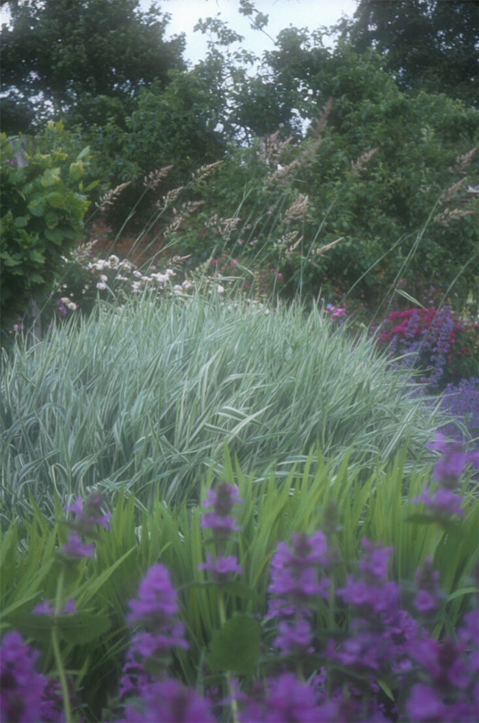 Variegated Ribbon Grass