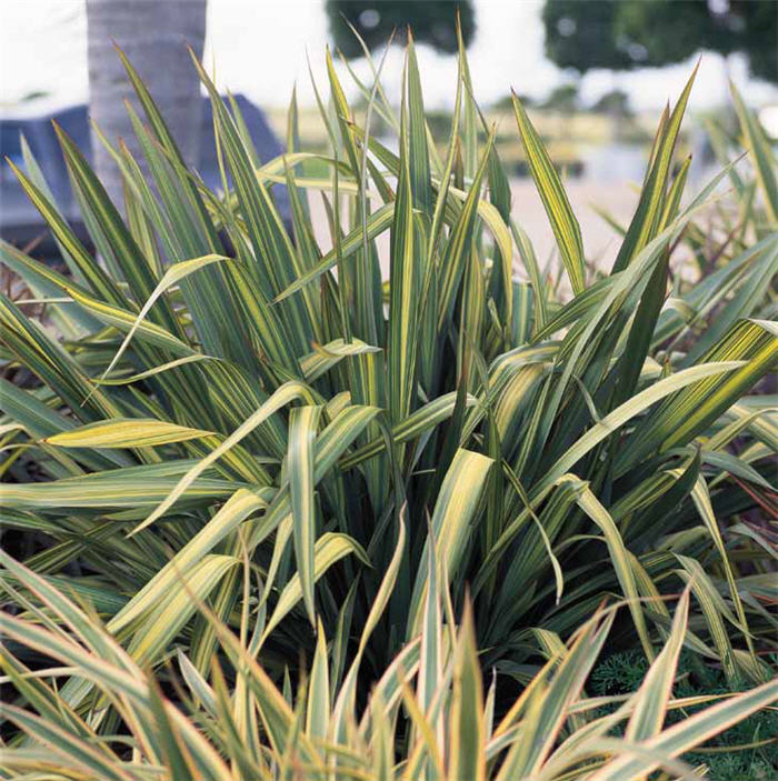 Plant photo of: Phormium 'Radiance'