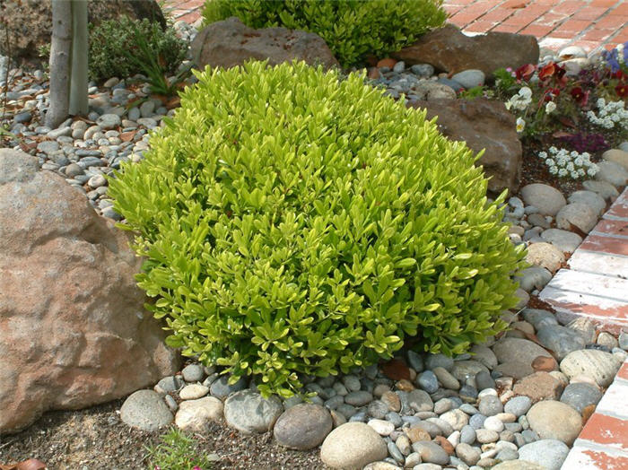 Wheeler's Dwarf Pittosporum