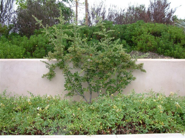 Graber Pyracantha