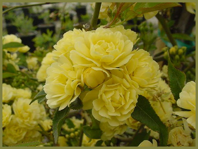 Rosa banksiae 'Lutea'