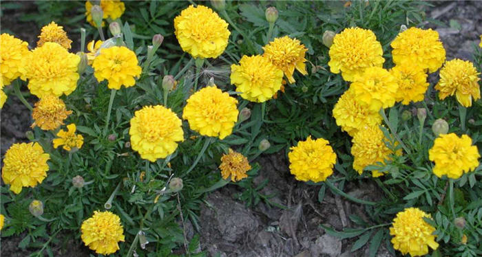 Tagetes patula