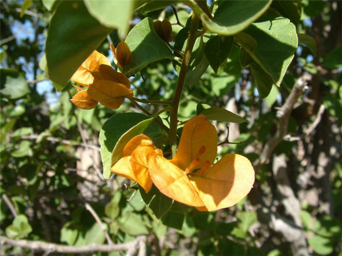 Bougainvillea 'California Gold'